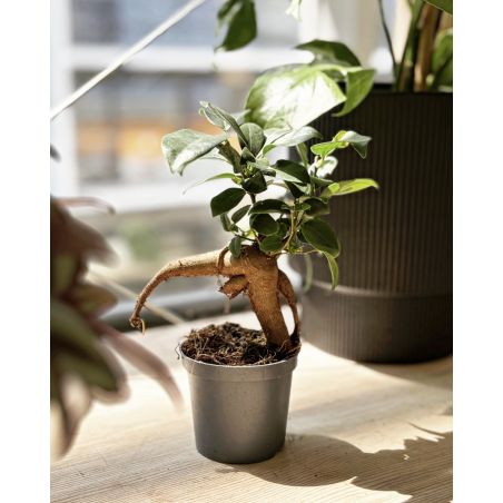 Ficus microcarpa 'Ginseng' - figowiec