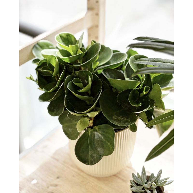 Peperomia obtusifolia 'Green Gold' - peperomia tępolistna