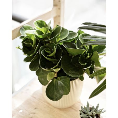 Peperomia obtusifolia 'Green Gold' - peperomia tępolistna