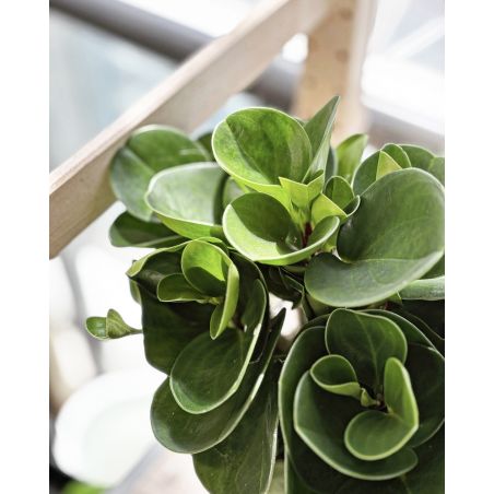 Peperomia obtusifolia 'Green Gold' - peperomia tępolistna