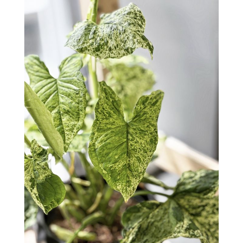Syngonium 'Mottled Mojito' - zroślicha