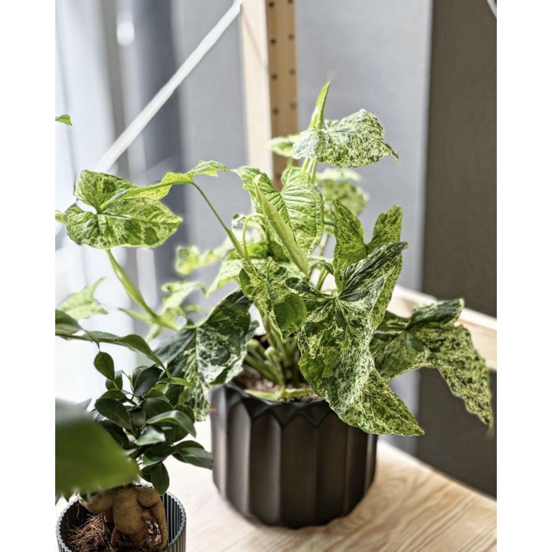 Syngonium 'Mottled Mojito' - zroślicha