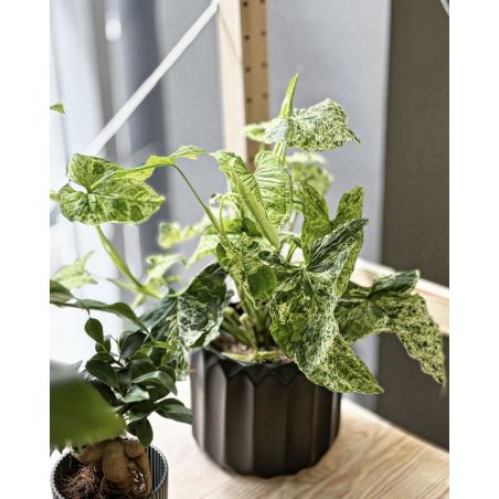 Syngonium 'Mottled Mojito' - zroślicha