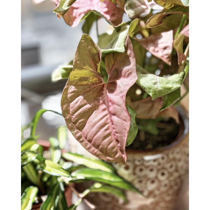 Syngonium 'Red Heart' - zroślicha