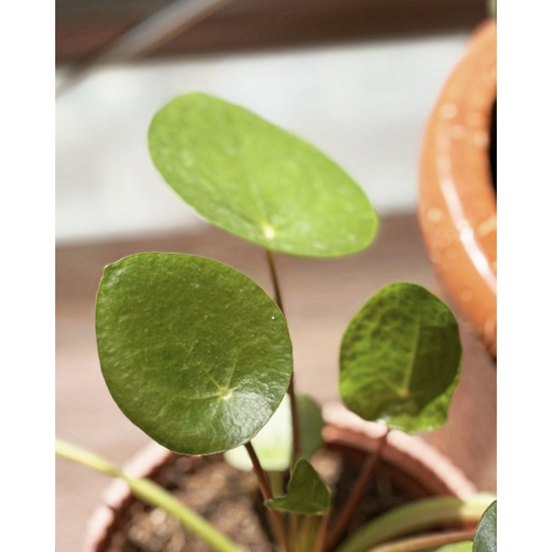 Pilea peperomioides - pieniążek