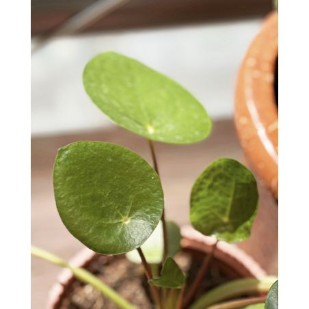 Pilea peperomioides - pieniążek