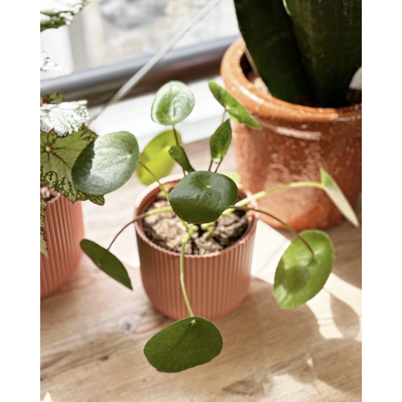 Pilea peperomioides - pieniążek