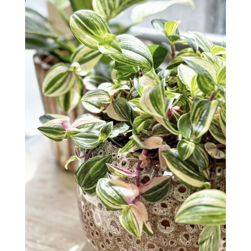 Tradescantia fluminensis 'Quadricolor' - trzykrotka