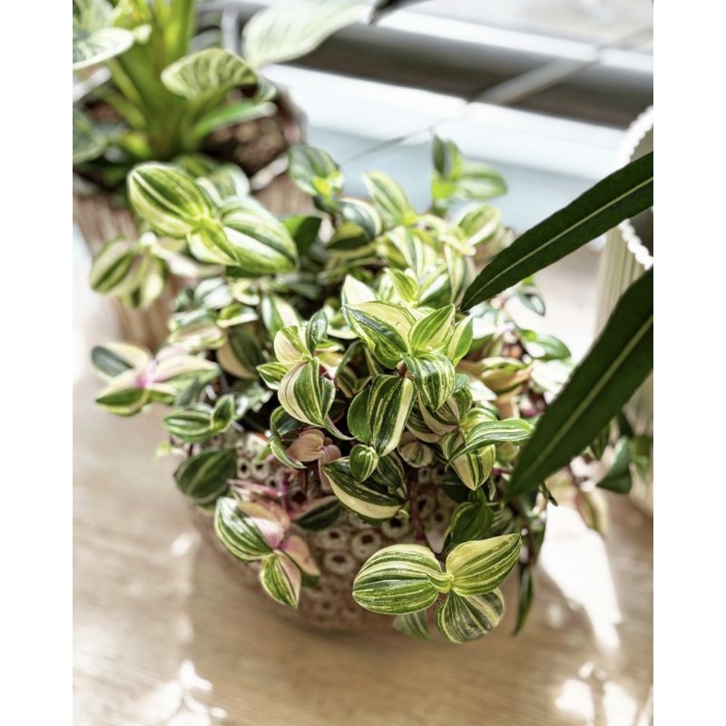 Tradescantia fluminensis 'Quadricolor' - trzykrotka