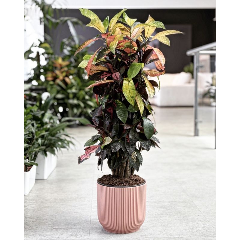 Codiaeum variegatum 'Mrs Iceton' - kroton różnobarwny