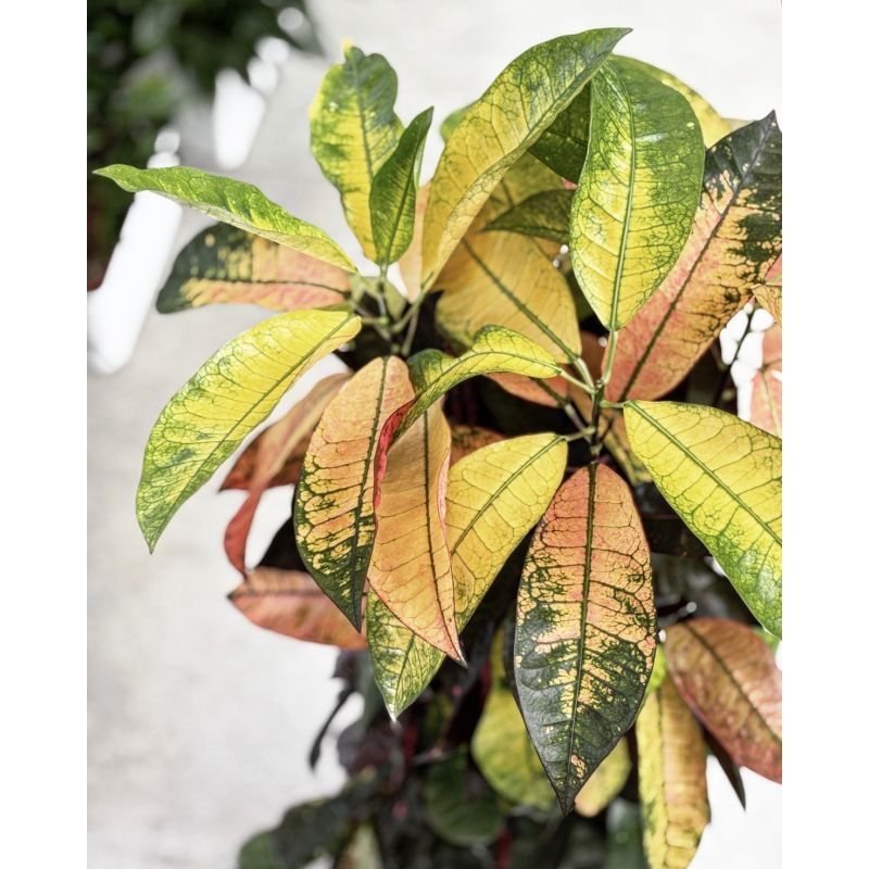 Codiaeum variegatum 'Mrs Iceton' - kroton różnobarwny