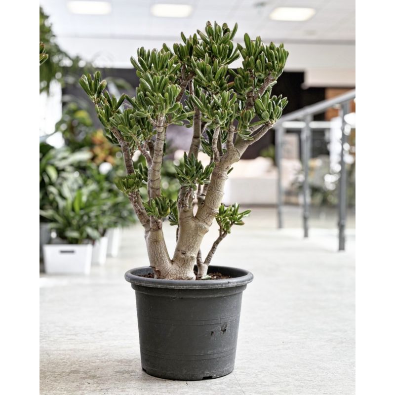 Crassula ovata 'Gollum' - grubosz