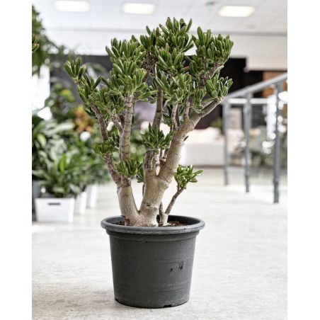 Crassula ovata 'Gollum' - grubosz