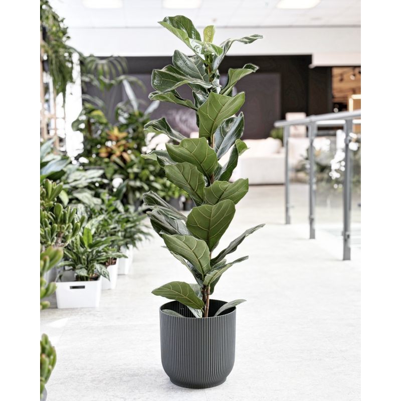 Ficus lyrata - figowiec dębolistny
