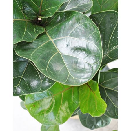 Ficus lyrata - figowiec dębolistny