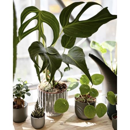 Monstera 'Burle Marx Flame' - monstera