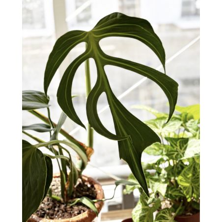 Monstera 'Burle Marx Flame' - monstera