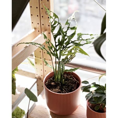 Monstera obliqua 'Peru' - monstera