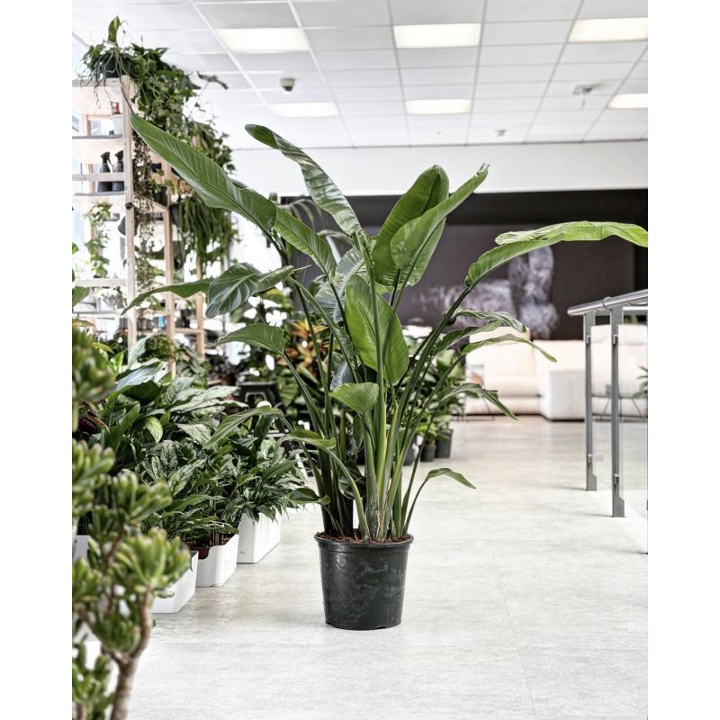 Strelitzia nicolai - strelicja biała