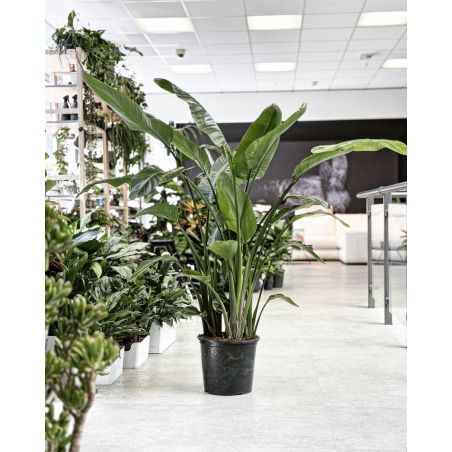 Strelitzia nicolai - strelicja biała