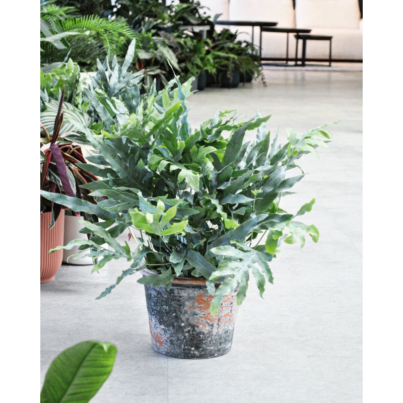 Phlebodium aureum 'Blue Star' - flebodium złociste
