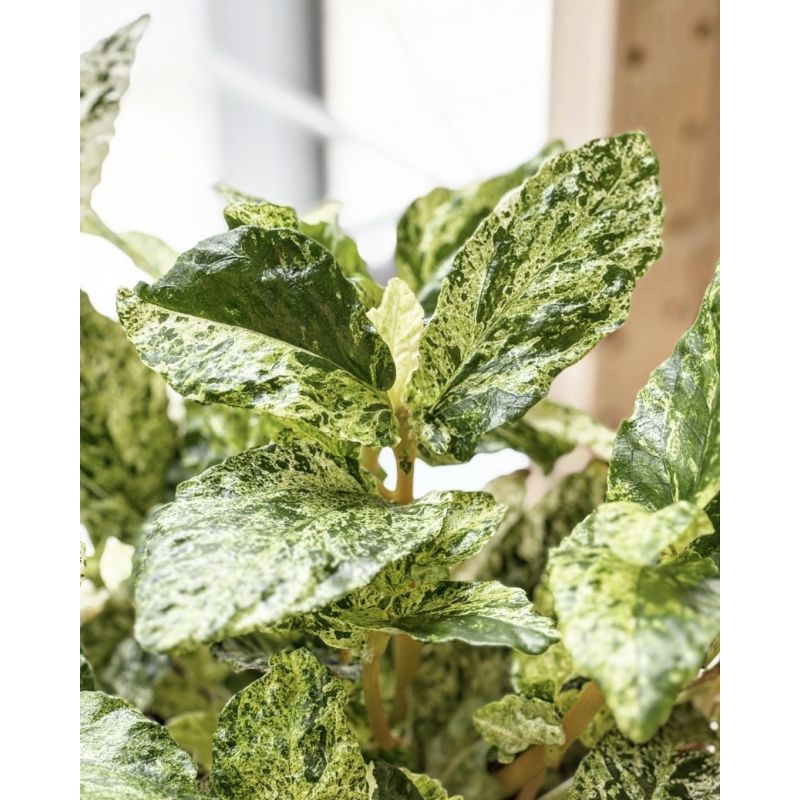 Pellionia repens 'Variegata'