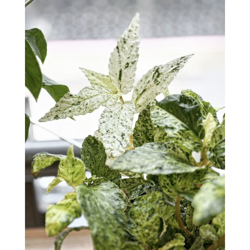 Pellionia repens 'Variegata'
