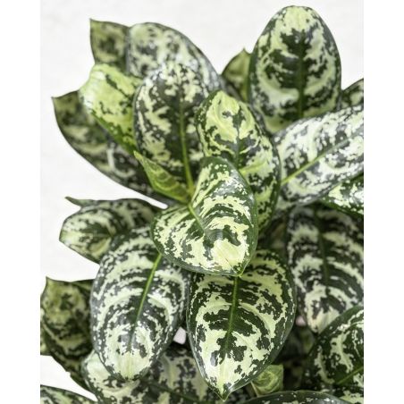 Aglaonema 'Amazon Silver' - aglonema