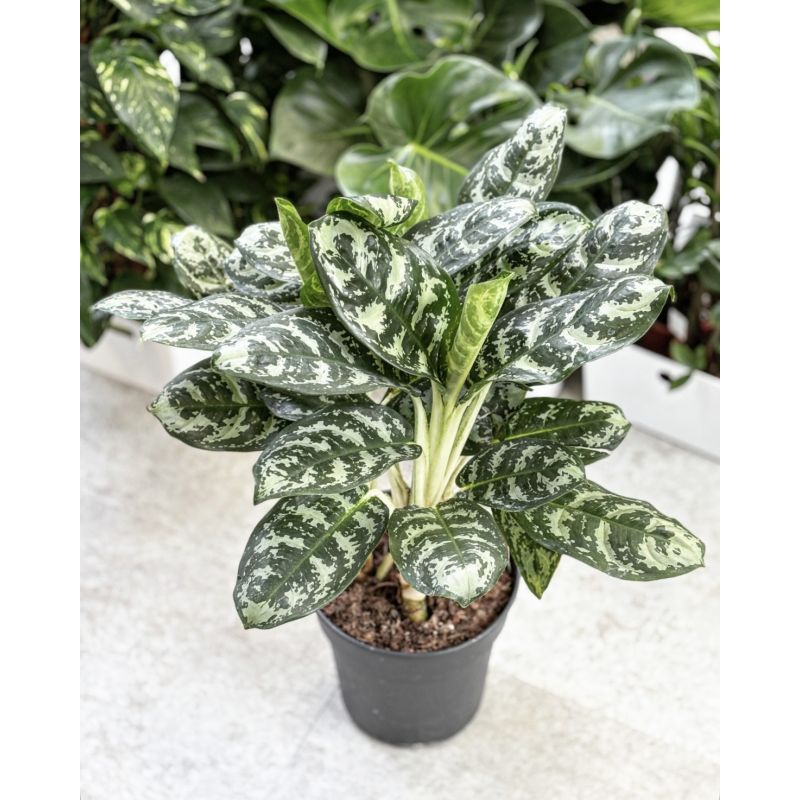 Aglaonema 'Amazon Silver' - aglonema