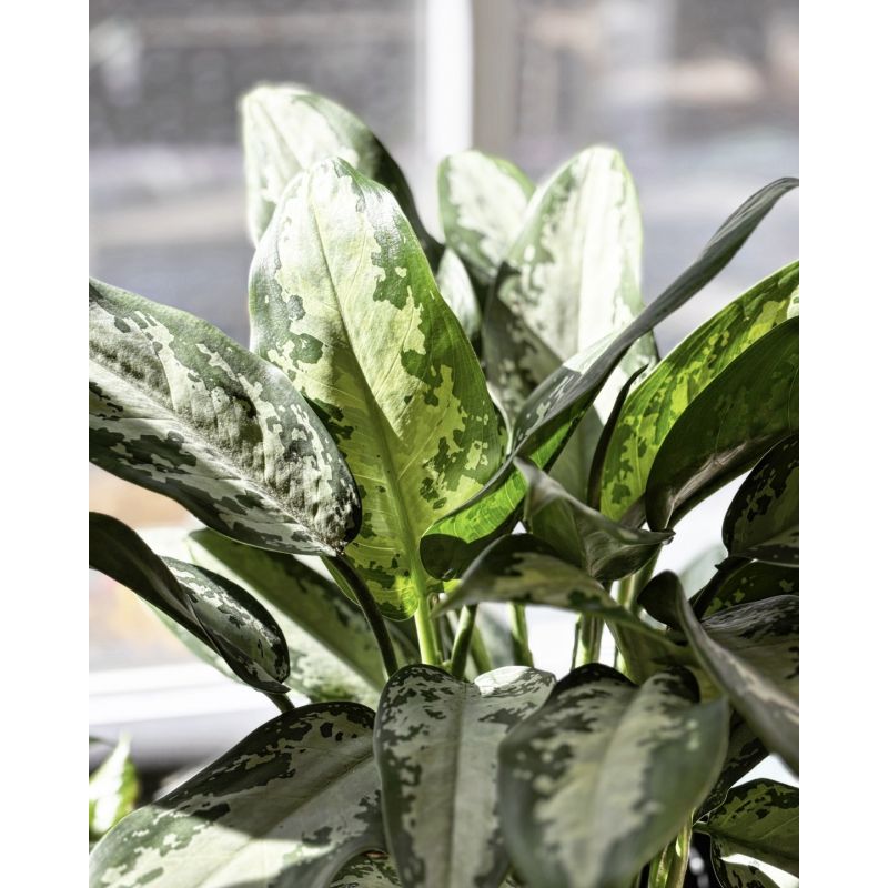 Aglaonema 'Jubilee' - aglonema