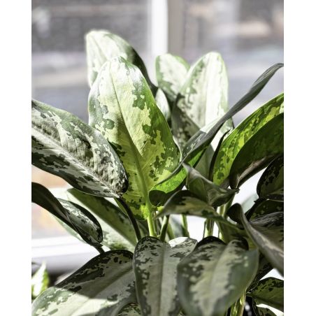 Aglaonema 'Jubilee' - aglonema