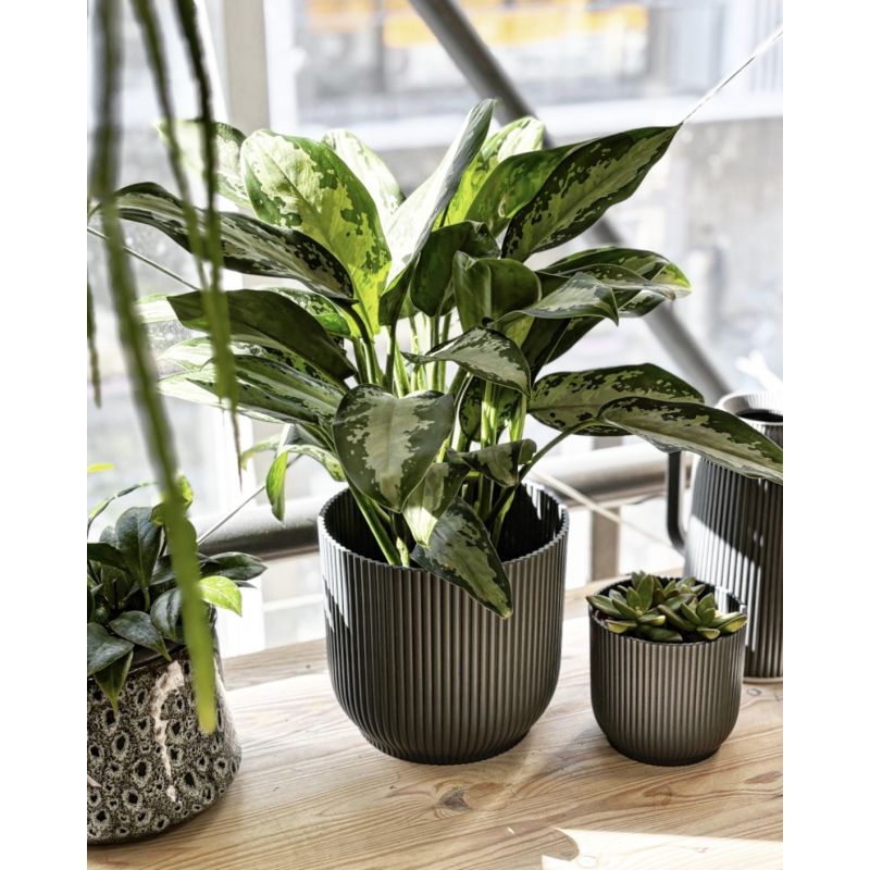 Aglaonema 'Jubilee' - aglonema