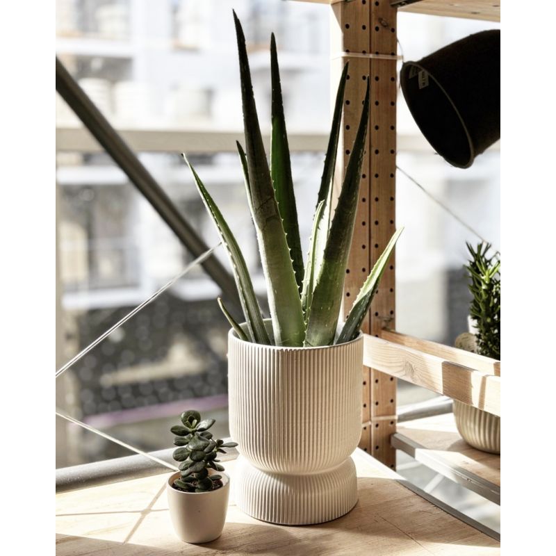 Aloe vera - aloes zwyczajny