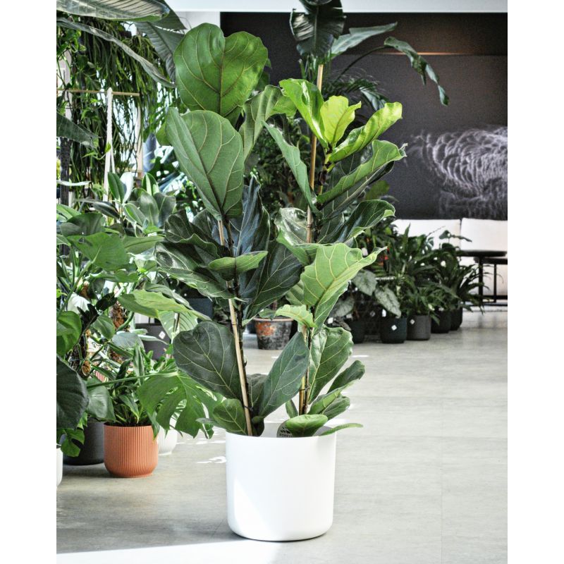Ficus lyrata - figowiec dębolistny