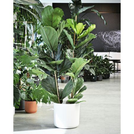 Ficus lyrata - figowiec dębolistny