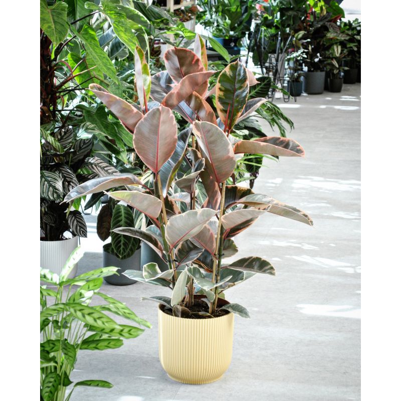 Ficus elastica 'Belize' - figowiec sprężysty