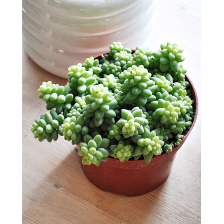 Sedum burrito - rozchodnik