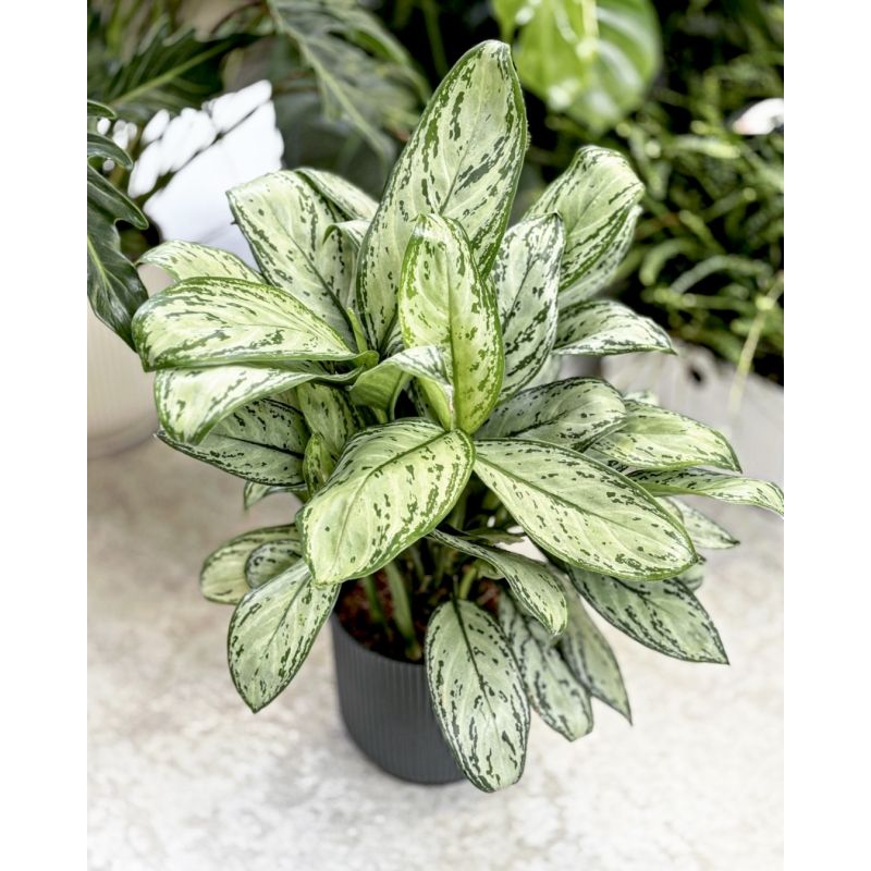 Aglaonema 'Maria Christina' - aglonema