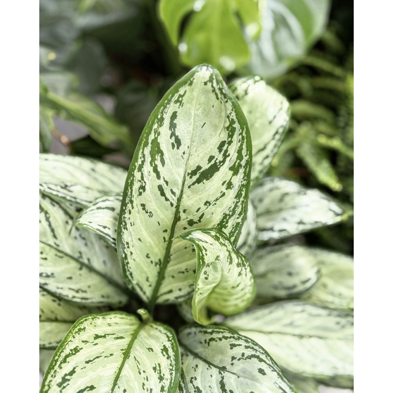 Aglaonema 'Maria Christina' - aglonema