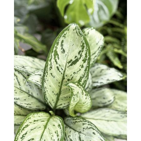 Aglaonema 'Maria Christina' - aglonema