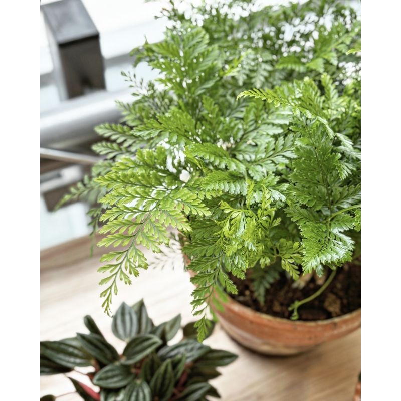 Humata tyermannii - dawalia