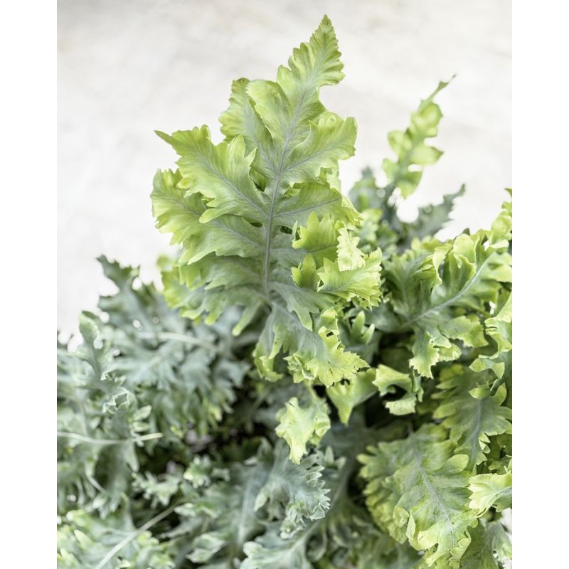 Phlebodium aureum 'Davana' - flebodium złociste
