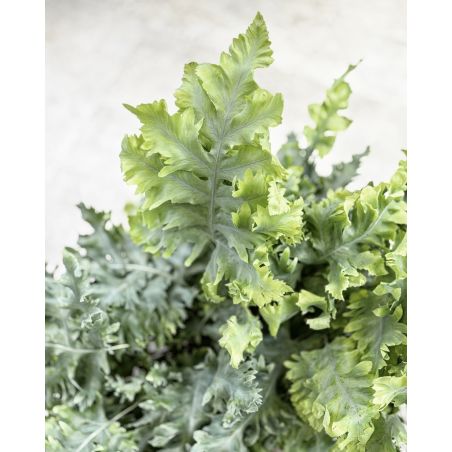 Phlebodium aureum 'Davana' - flebodium złociste