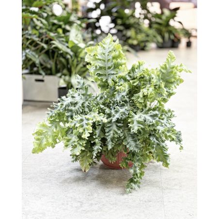 Phlebodium aureum 'Davana' - flebodium złociste