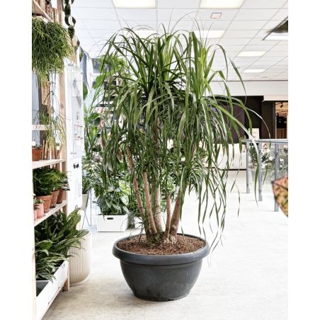 Beaucarnea recurvata - nolina odgięta