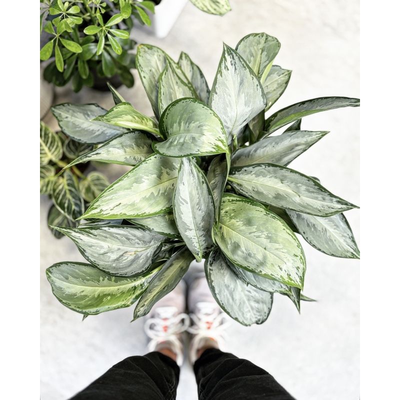 Aglaonema 'Silverado' - aglonema