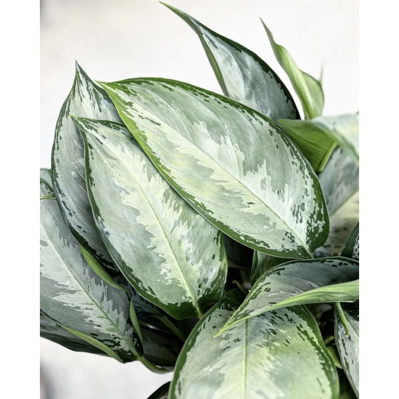 Aglaonema 'Silverado' - aglonema