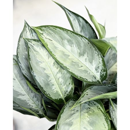 Aglaonema 'Silverado' - aglonema
