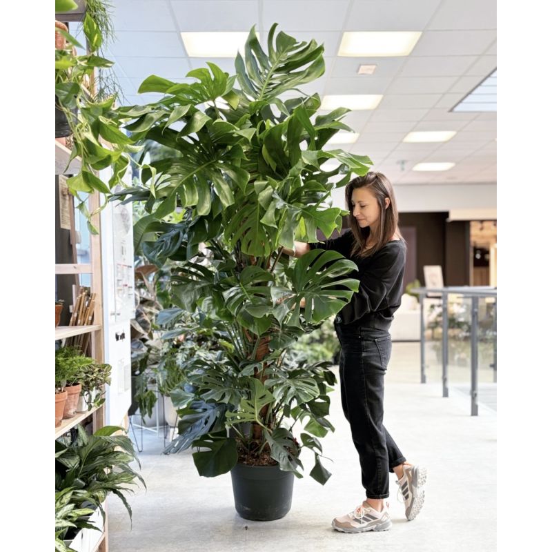 Monstera deliciosa - monstera dziurawa