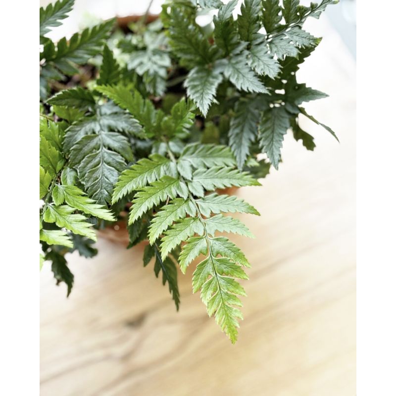 Polystichum tsus-simense - paprotnik chiński
